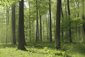 Buchenwald im Heiligengeisterholz