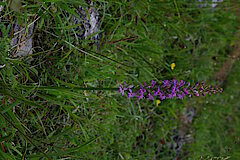 Mücken-Händelwurz © Biologische Station HSK