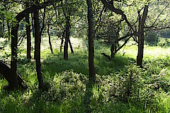 Eichen-Birkenwald © Naturschutzzentrum Märkischer Kreis e.V.