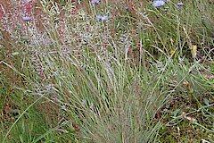 Sandknöpfchen und Silbergras © Naturschutzzentrum im Kreis Kleve