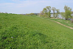 Deich in Uedesheim © Haus der Natur, Biologische Station im Rhein-Kreis Neuss e.V.