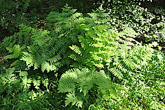 Adlerfarn © NABU-Naturschutzstation Münsterland