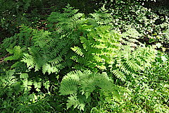 Adlerfarn © NABU-Naturschutzstation Münsterland