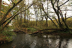 Ursprüngliche Natur © Regionalforstamt Siegen-Wittgenstein