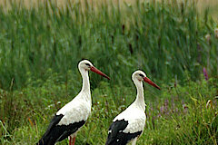 Störche in der Weseraue © Biologische Station Minden-Lübbecke