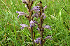 Violette Sommerwurz © Biologische Station Gütersloh-Bielefeld