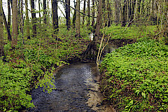 Auewald bei Rheder © Frank Grawe