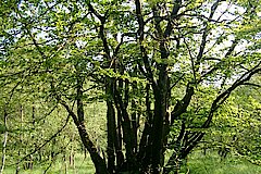 Niederwald © Naturschutzzentrum Märkischer Kreis e.V.