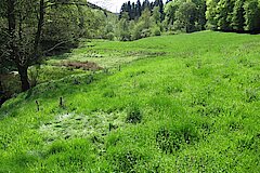 Wiesen im Kalltal © Biologische Station Düren