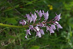 Helm-Orchis © Biologische Station Kreis Steinfurt e.V.