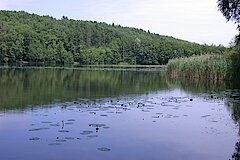 Obersee mit Schilf © Biologische Station Bonn / Rhein-Erft