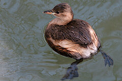 Zwergtaucher © A.Schäfferling