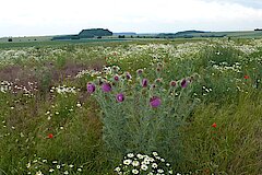 Die schöne Nickende Distel kommt nur auf flachgründigen Kalkäckern vor © Ralf Joest