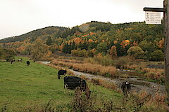 Beweidung am Ufer der Eder © Regionalforstamt Siegen-Wittgenstein