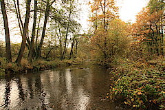 Herbst an der Sieg © Regionalforstamt Siegen-Wittgenstein