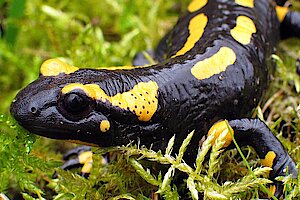 Feuersalamander