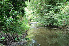 Mäandrierende Inde © Biologische Station Städteregion Aachen e.V.