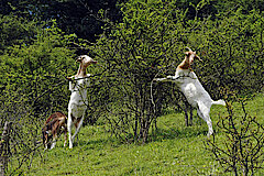 Ziegen im FFH-Gebiet Kalkmagerrasen bei Dalhausen © Frank Grawe