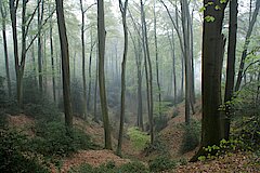 Hainsimsen-Buchenwald © NaturFreunde Düsseldorf e.V.