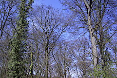 Erste Sonnenstrahlen im Frühjahr © Biologische Station Hagen