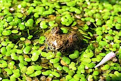 Versteckte Gelbbauchunke mit ihren typischen herzförmigen Pupillen © M. Scharf