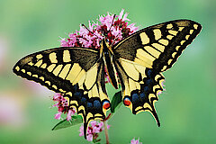Schwalbenschwanz (Schmetterling) auf einer Dostblüte © Frank Grawe