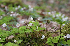 Sauerklee © NABU Naturschutzstation Münsterland e.V.