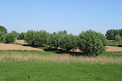 Uedesheim im Herbst © Haus der Natur, Biologische Station im Rhein-Kreis Neuss e.V.