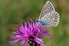 Hauhechel-Bläuling auf Flockenblume © Biologische Station Gütersloh-Bielefeld