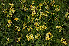 Echte Schlüsselblume © Biologische Station HSK