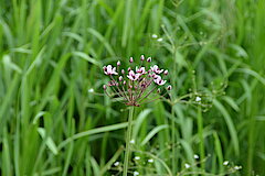 Schwanenblume © Dietrich Cerff