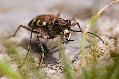 Sandlaufkäfer jagen in der spärlichen Vegetation © Landschaftsstation im Kreis Höxter e.V.