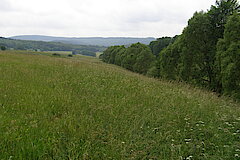 Bachbegleitende Erlen- und Weidengehölze © Michael Gertz