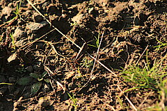 Lesesteinhaufen aus Basalt © Regionalforstamt Siegen-Wittgenstein