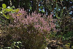 Besenheide © M. Füller