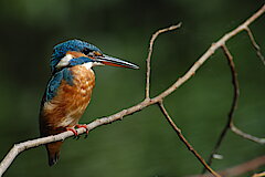 Eisvogel © Marianne Wiora