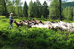 Schäferin mit ihrer Herde © U. Röder