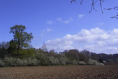 Blühende Hecken im Frühling © Biologische Station Hagen