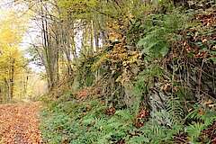 Wanderung durch den Herbstwald © Michaela Fedeli