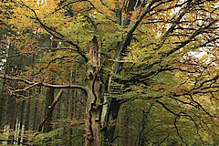 Herbstwald © Regionalforstamt Siegen-Wittgenstein