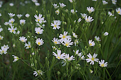 Sternmiere © NABU-Naturschutzstation Münsterland