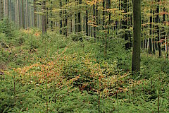 Artenreicher Wald © Regionalforstamt Siegen-Wittgenstein