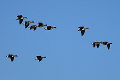 Fliegende Blässgänse © Biologische Station Gütersloh-Bielefeld