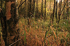 Rohrglanzgras im Birkenmoorwald © Regionalforstamt Siegen-Wittgenstein