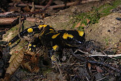 Feuersalamander © Biologische Station Mittlere Wupper