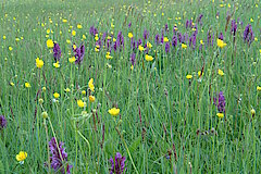 Haubachtal Wiese mit Breitblättrigem Knabenkraut © Biologische Station im Kreis Euskirchen e.V.