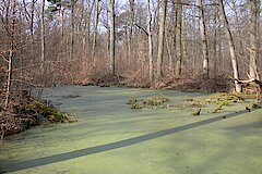 Laichhabitat des Springfrosches im Laubwald © Biologische Station Bonn / Rhein-Erft