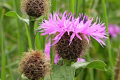 Perücken-Flockenblume © Biologische Station Hochsauerlandkreis e.V.