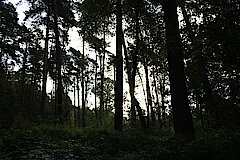 Durch den Wald zur Heide © Beate Schlichting