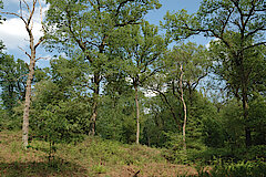 Diersfordter Wald © Biologische Station im Kreis Wesel e.V.